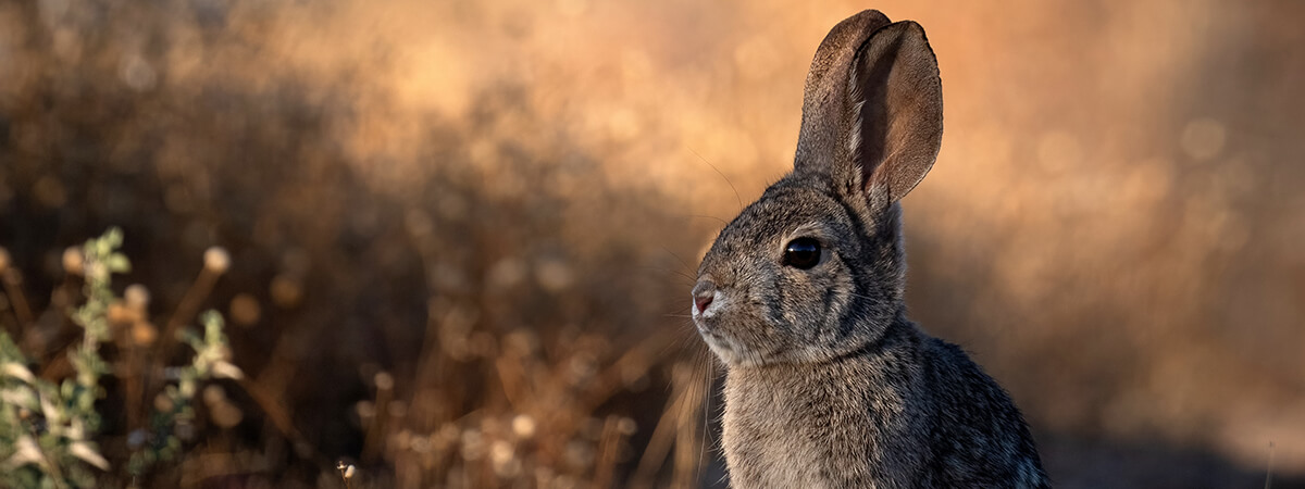 El ao del conejo