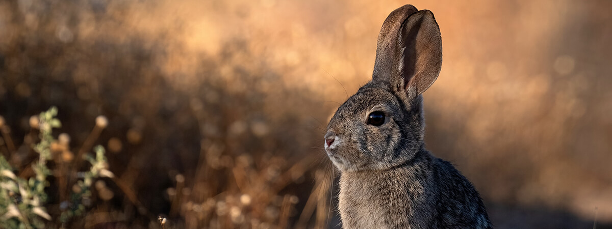 El año del conejo