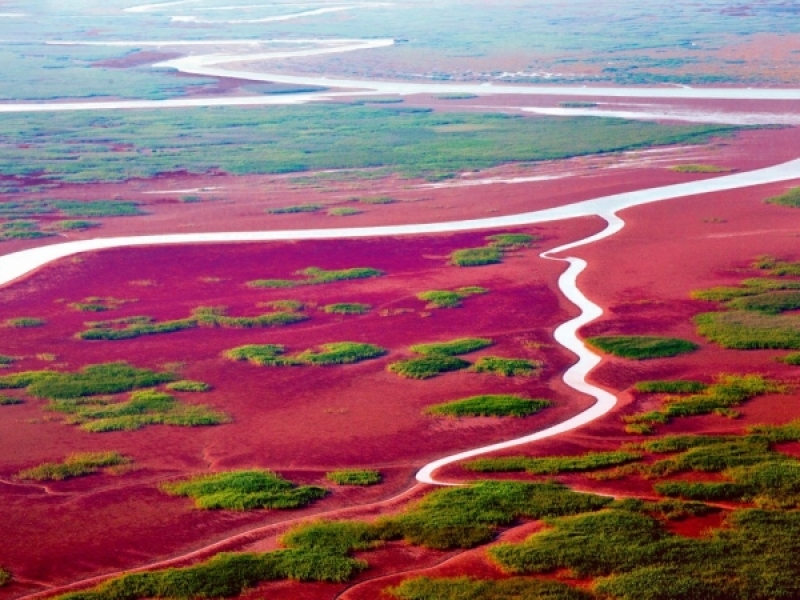 DONGYING PARADS NATURAL D'OCELLS A LA XINA