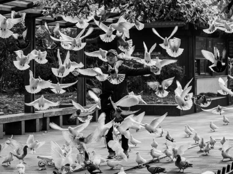 'Crniques de Hangzhou'